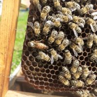 Продавам пчелни майки, снимка 2 - За пчели - 45171384