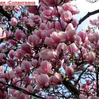 Магнолия - Magnolia НАЛИЧНИ 14 ВИДА Студоустoйчиви, снимка 4 - Градински цветя и растения - 33512293