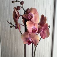 Орхидея фаленопсис, снимка 12 - Стайни растения - 45108751