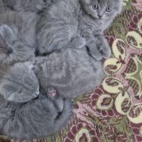 Клепоухи котенца, снимка 8 - Британска късокосместа - 45620343