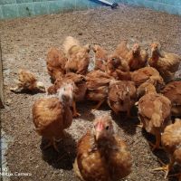 Малки пилета от един ден до 1 месец , снимка 4 - Кокошки и пуйки - 45220177