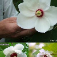 Магнолия - Magnolia НАЛИЧНИ 14 ВИДА Студоустoйчиви, снимка 3 - Градински цветя и растения - 33512293