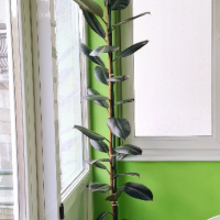 растение фикус висок 2.5 метра, снимка 1 - Стайни растения - 45039792