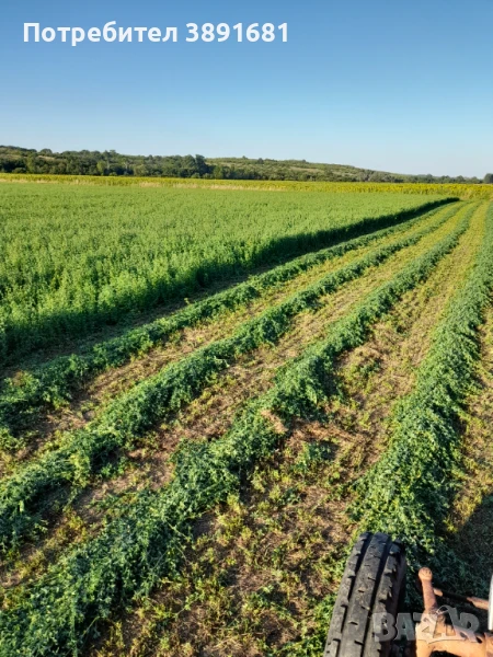 Бали люцерна, снимка 1