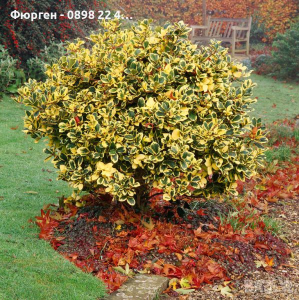 Илекс/Джел (Златен крал) -ilex altaclerensis golden king, снимка 1