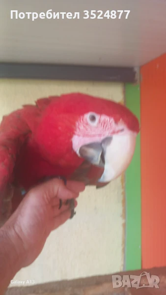 Зеленокрила Ара, снимка 1