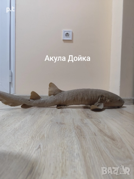 Препарирани акули, снимка 1