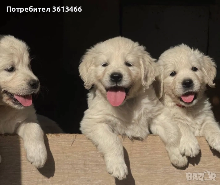 Чистокръвни Голдън ретривър мъжки и женски , снимка 1