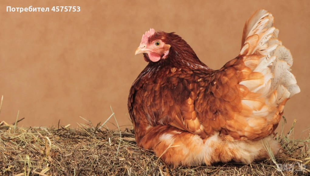 ломаан браун, снимка 1