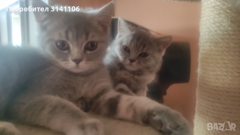 Малки игриви Британчета , снимка 1