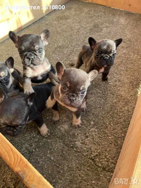 малки кученца френски булдог, снимка 1