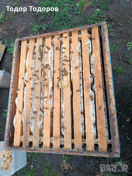 продавам пчелни семейства, снимка 1