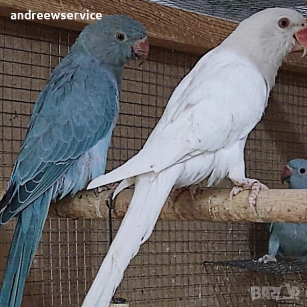 Малък Александър , снимка 1