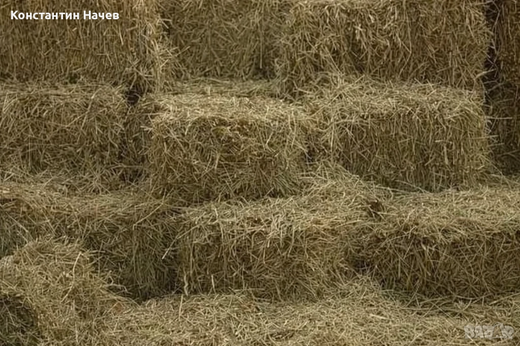 Бали балканско сено, снимка 1
