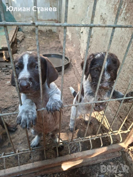 Дратхарчета на 45 дни , снимка 1