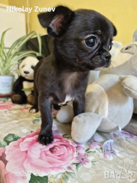 Мъжко чистокръвно чихуахуа , снимка 1