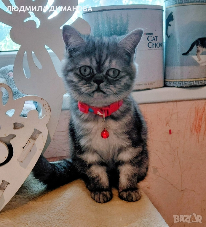 Персийско екзотично момиче., снимка 1