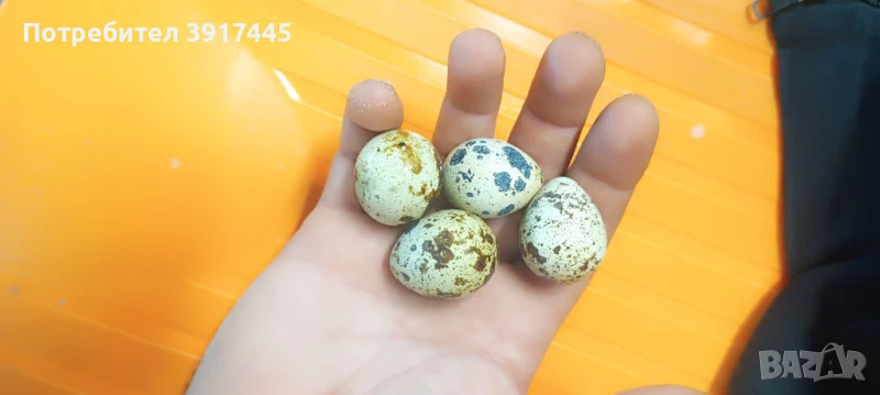 Оплодени яйца от пъдпъдъци, снимка 1