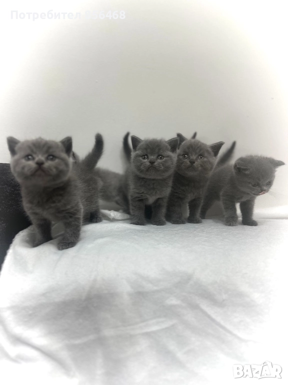 Британска късокосместа, снимка 1