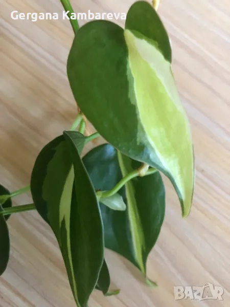 Philodendron Cream Splash , снимка 1