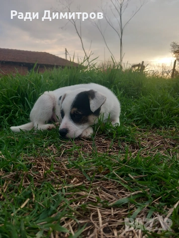 ПОДАРЯВАМ КУЧЕНЦА, снимка 17 - Други - 54158083