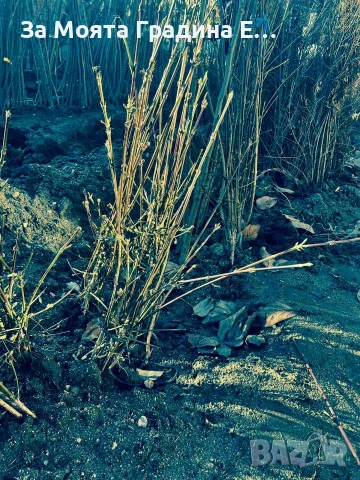 Дрян-Панчаревски Дрян , снимка 9 - Градински цветя и растения - 53634895