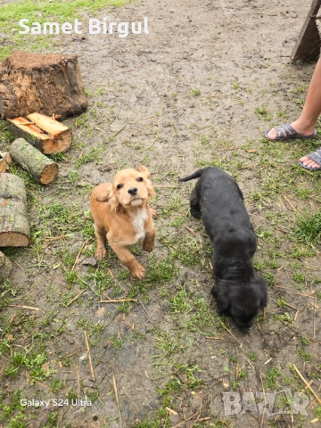 Prodavam 200 lv., снимка 3 - Кокер шпаньол - 52515067