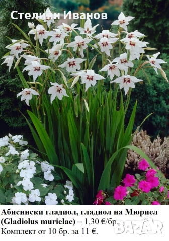 Абисински гладиол, гладиол на Мюриел (Gladiolus murielae) - грудки, снимка 2 - Сортови семена и луковици - 53659121
