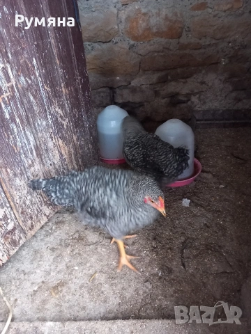  Петлета супер харко 5 €