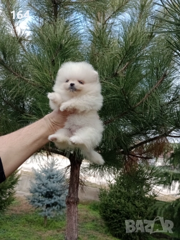 Померани. Реални снимки от 22.12.25