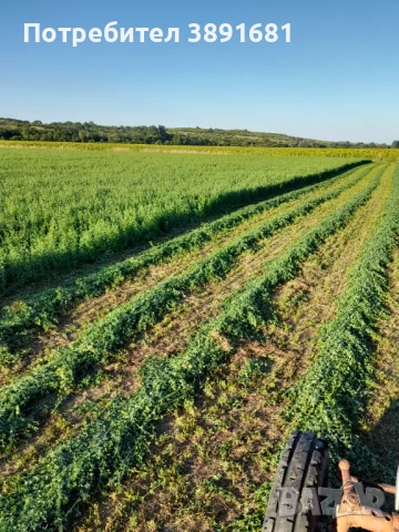 Бали люцерна, снимка 1