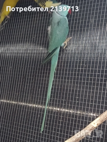 Продавам папагал Малък Александър 