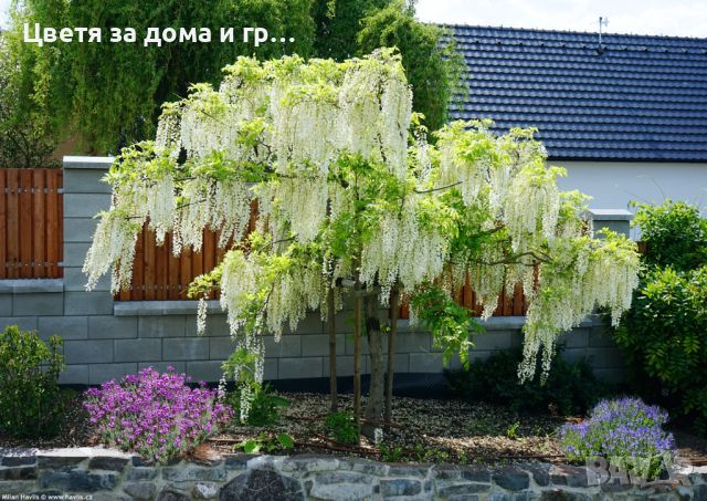 WISTERIA SINENSIS  (Китайска Вистерия - Глициния), снимка 2 - Разсади - 46652561