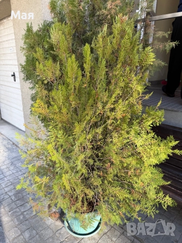 20 лева туи! Имаме 4 броя. Високи са 150 см.. , снимка 4 - Градински цветя и растения - 52106929