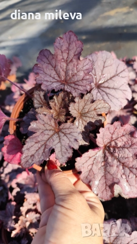 Хойхера  Amethyst Mist