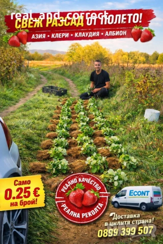 НЕВЕРОЯТЕН СВЕЖ РАЗСАД Ягоди и Малини от Произведител, снимка 2 - Разсади - 53487031