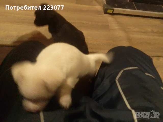 Пинчер, снимка 2 - Пинчер - 53012866