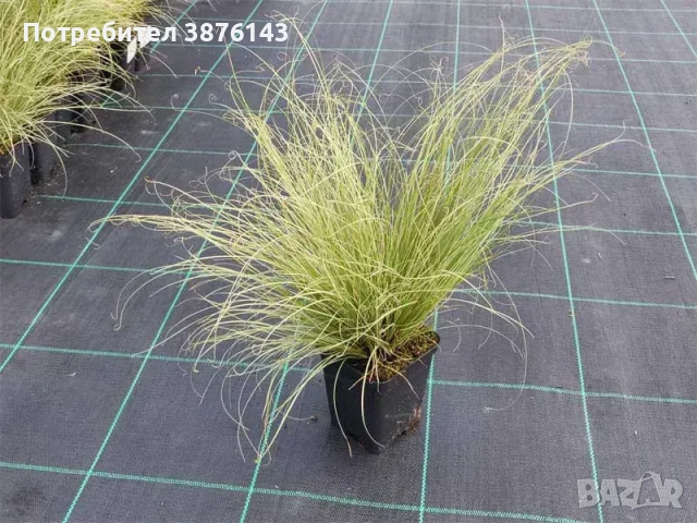 Карекс / Carex - Frosted Curls