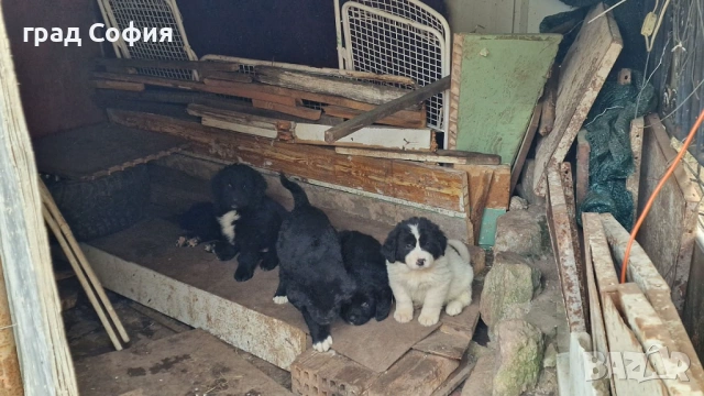 продавам породисти кученца на 40дена-Каракачанки, град Враца, снимка 6 - Каракачанска овчарка - 54187879