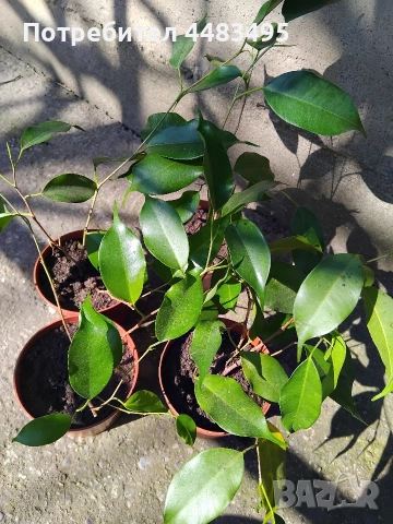 Цвете Бенджамин 