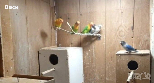 Продавам неразделки(маскови и фишер), снимка 2 - Папагали - 52909602