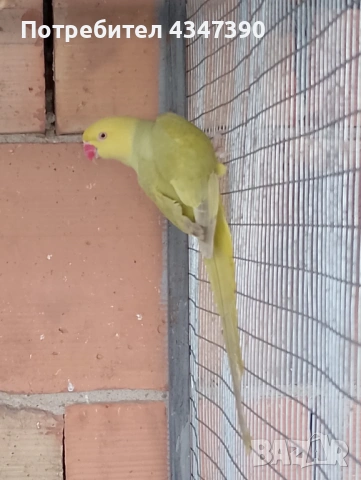 Малък Александър женски, снимка 3 - Папагали - 53504454