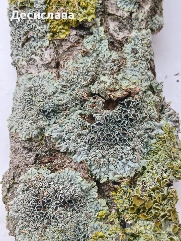 Аквариум , снимка 10 - Оборудване за аквариуми - 53861136