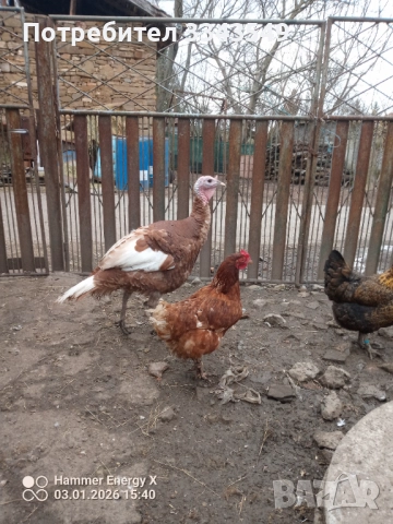 Продавам малки пуйчета, снимка 2 - Кокошки и пуйки - 52966687