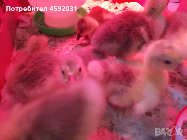 Гъсета, снимка 7 - Патици и гъски - 54228921