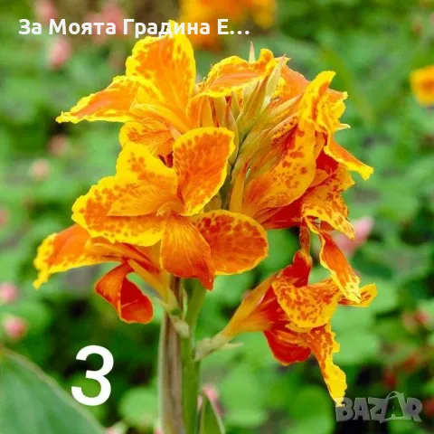 Кана -луковици , снимка 3 - Градински цветя и растения - 49765727