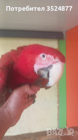 Зеленокрила Ара, снимка 1