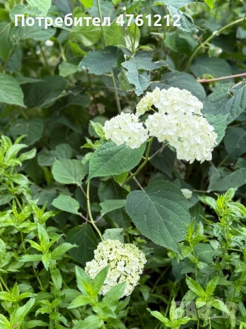 Парцел в с. Сандрово, снимка 2 - Парцели - 53785481