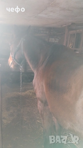 кон , снимка 2 - Други животни - 53723882