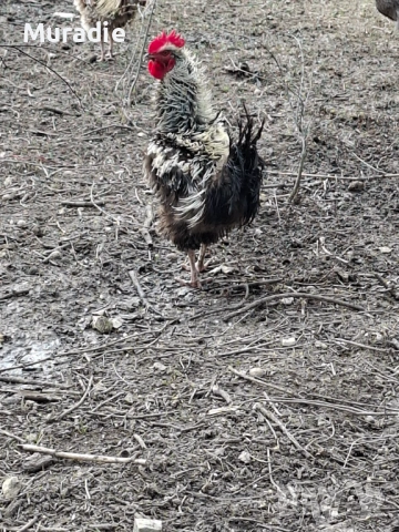 Петел къдрава порода за разплод, снимка 5 - други­ - 54128247